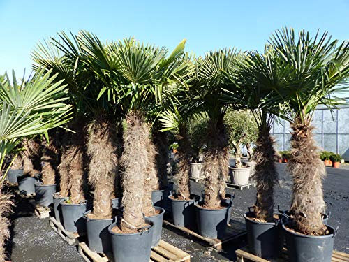 gruenwaren jakubik XXXXL 220-240 cm Trachycarpus fortunei 120 cm Stamm Hanfpalme, winterharte Palme bis -18°C