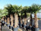 gruenwaren jakubik XXXXL 220-240 cm Trachycarpus fortunei 120 cm Stamm Hanfpalme, winterharte Palme bis -18°C