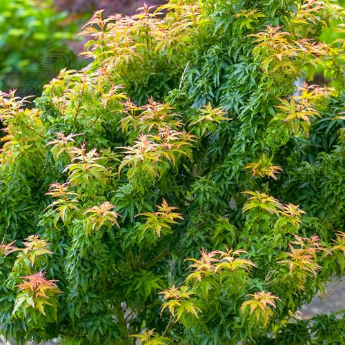 Acer palmatum Koto Hime, érable japonais, plantes de jardin extérieur en pot.