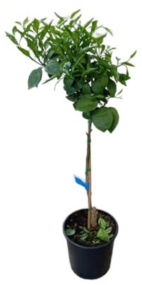Árbol de Pomelo Natural – Cultivo de Cítricos en Casa con Maceta de 17cm