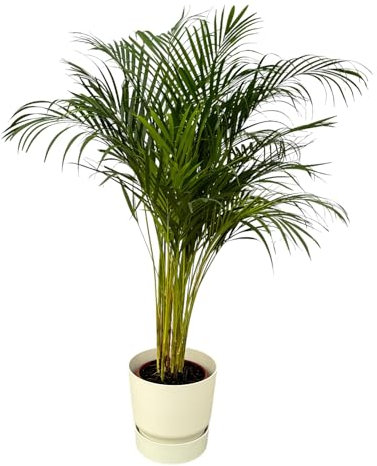 Palma Areca inclusa Greenville Rotonda bianca - 120-130cm - Ø24cm - Pianta d'appartamento - Set completo - Pianta con vaso
