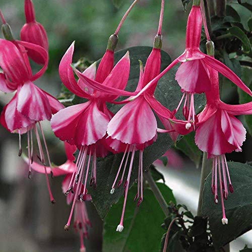 Fuchsia 'Shrimp Cocktail', Hardy Shrub Garden Plants, 5 Fuchsia Postiplug Plants by Thompson and Morgan