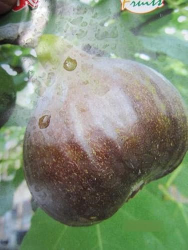 Feige Bornholms Diamant - Ficus carica - 40-60cm