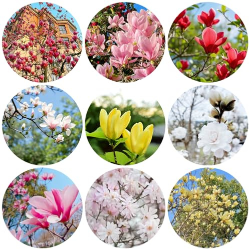 acquistare semi di magnolia, resistenti all'esterno rare semi di come per gli ospiti da esterno resistenti per il giardino giardino 100pcs