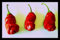 Chili Willy -Peter pimienta red- -> 10 Semillas por Samenchilishop
