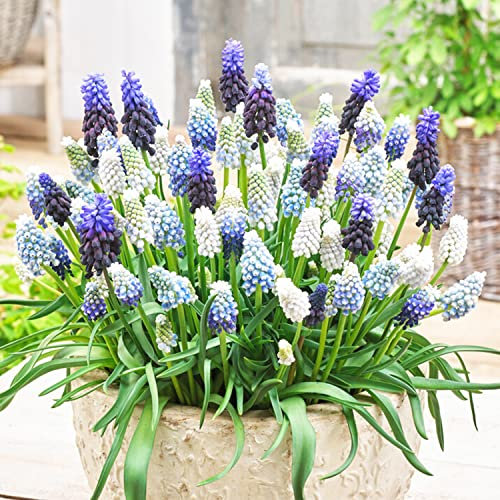 Mélange de Muscari - Muscari - 50 Bulbes de Fleurs à Planter Exterieur -Plantes Vivaces Exterieur - Rustique - Naturelle Plantes de Hollande (gros, pas de graines)