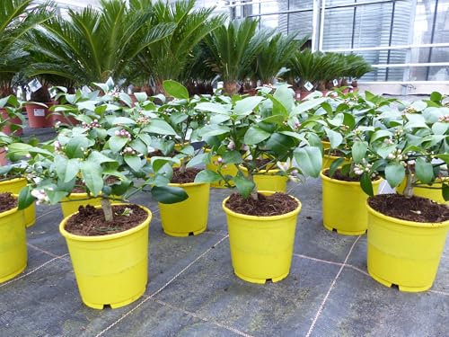 gruenwaren jakubik BONSAI: Meyer Meyerii Zitrone echter Zitronenbaum 30 cm Citrus Limon Zitruspflanze