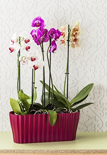 Plastia Vibration triola, orchidée Violet