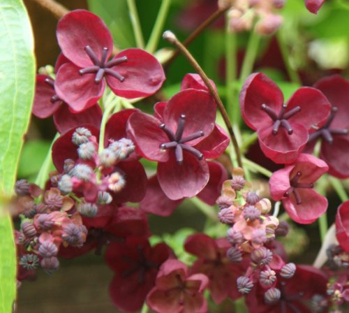 Akebia quinata 'Amethyst'