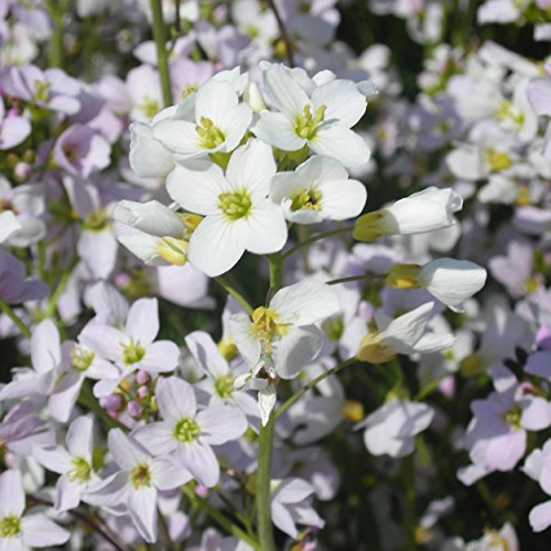 Blumixx Stauden Cardamine pratensis – Wiesen-Schaumkraut, zartlila blühende Wildstaude, insektenfreundlich, winterhart, ideal für feuchte Wiesen & Naturgärten