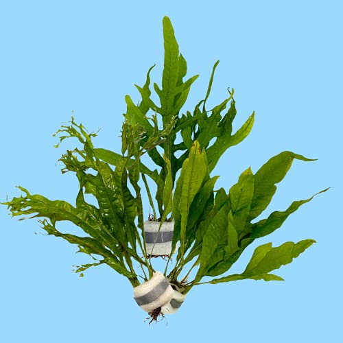 Set di 3 piante acquatiche Javarfarn, piante acquatiche, per piante