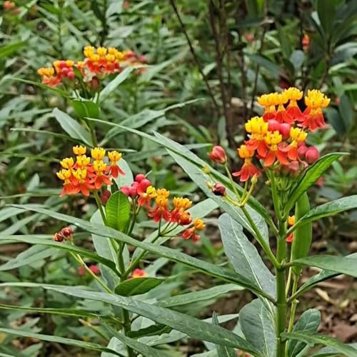 asclepias, schnitt asclepias wiesensaatgut, schattenbalkon blumensamen mehrjährig winterhart gartenblumen, kräuterpflanzen winterharte deko balkon 25samen