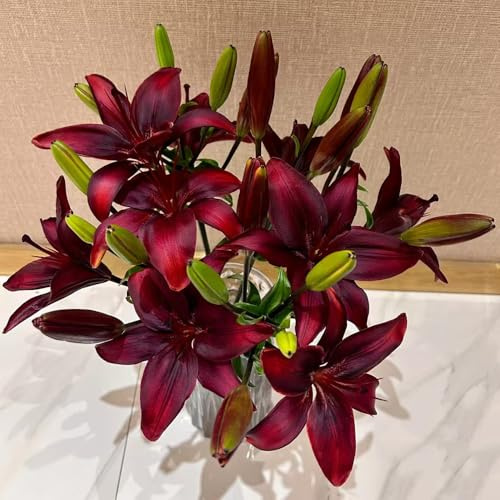 lirios Decoraciones otoñales un jardín resistente lirios silvestres, macizo de exóticas de primavera, resistentes en macetas trepadoras, jardín rocas 80semillas