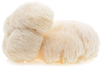 Hawlik Pilzbrut - coltura di criniera di leone BIO - Hericium erinaceus facile da coltivare da soli - set per la coltivazione di funghi Lions Mane