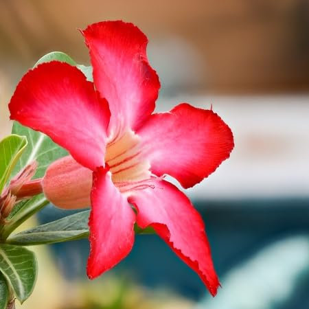 30pcs graines de fleurs de rose rouge du désert
