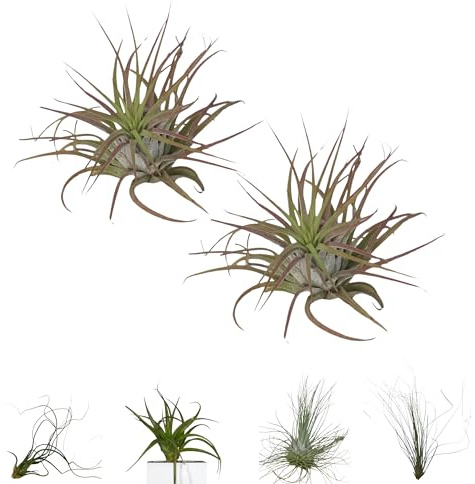 BROWN&GREEN Tillandsia - Plantas de Aire Natural - Tillandsias - Plantas de Aire - Tillandsia Planta Natural - Clavel del Aire - Planta - Plantas Aereas - Plantas Aereas Naturales (2, Ionantha)