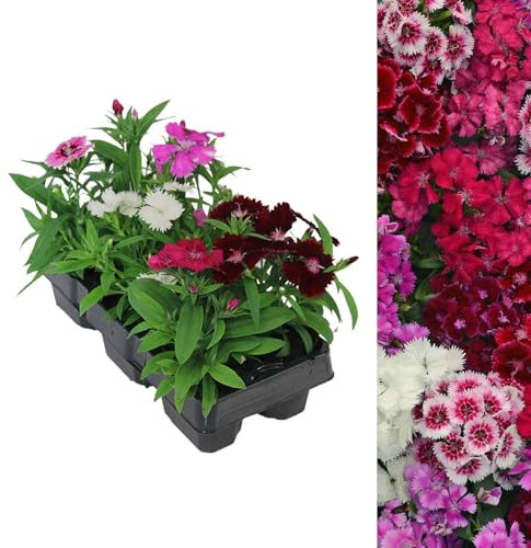 Carbeth Plants - 6 x Dianthus Festival F1 Mix - Carnation Bedding Plants Garden Ready - Colourful Outdoor Flowers - Planting Now in Pots, Containers and Hanging Baskets in UK Gardens