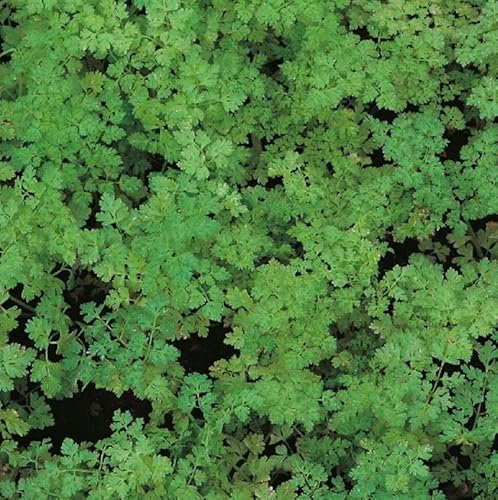 1 Pack of 700 SEEEDS Chervil Curled