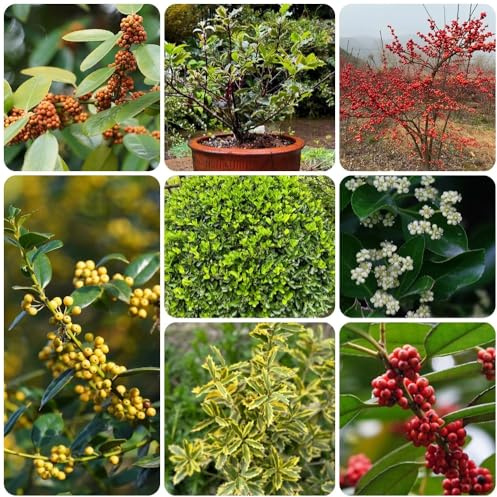 semillas de Stechpalme, perennes resistentes Ilex chinensis, semillas de resistentes para el jardín 500pcs