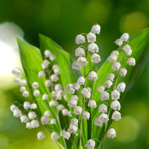 bulbi di mughetto giardino rocce bulbi antichi resistenti resistenti all'aperto decorativi 15pcs