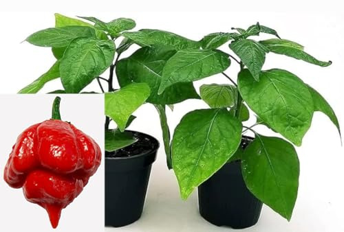 POWERS TO FLOWERS - PEPERONCINO TRINIDAD SCORPION RED BIO, 2 PIANTE, Vaso 10cm, piante vere