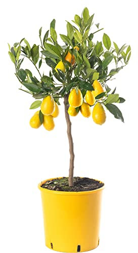 Assorted Indoor Citrus Trees Collection Lemon, Lime, Orange, Grapefruit, Kumquat (Limequat (2-3ft))