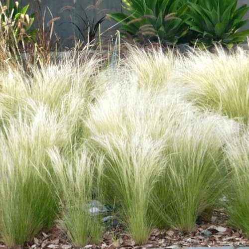 Sylter Ziergras Stipa tenuissima 'Pony Tails' im Topf (Ziergras Gräser Stauden winterhart) Federgras Engelshaargras - Ein Hauch der Nordsee in ihrem Garten (3)