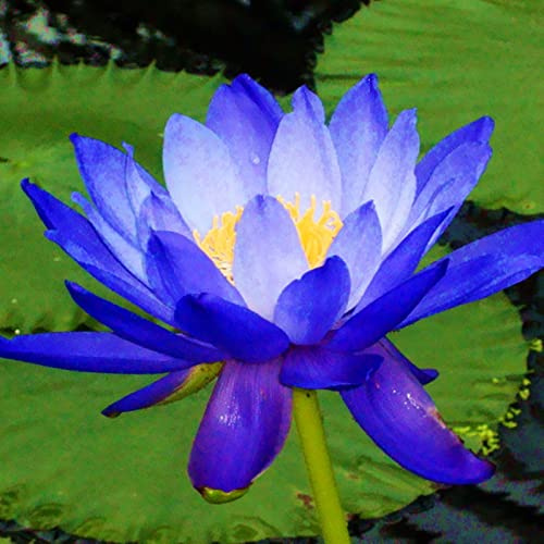 Lotus, RaritäT Mehrfarbige, SeerosenRhizome, Dauerblüher, Mehrfarbig Ertragreicherg. Pflegeleicht, Magic of Nature, Winterhart Rhizome, 100pcs-f