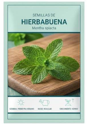 Menta Verde Natural en Semillas para Balcón y Terraza Urbana DECOALIVE