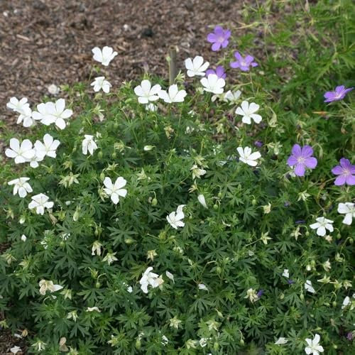 Plant Theory 9cm Pot Geranium Sanguineum Album Bloody Cranesbill Perennial