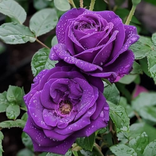 rosas moradas - balcón primavera decoraciones de jardín para exteriores jardín del balcón interior comprar semillas 30pcs