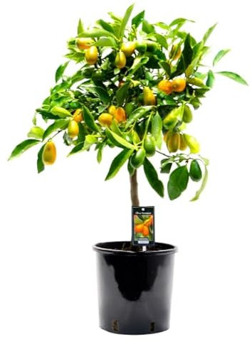 Naranjo Enano Natural Una Explosión de Sabor Cítrico con Kumquats Frescos