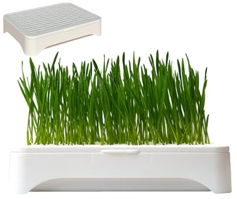 Cat Grass Planter Cat Grass Planter, Sprouts