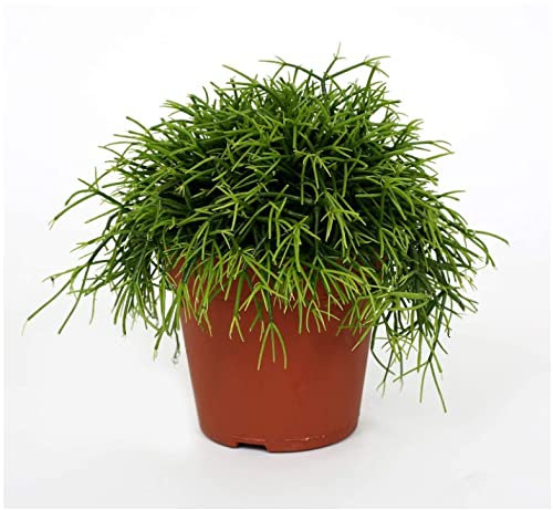 Rhipsalis heteroclada - Mistletoe Cactus
