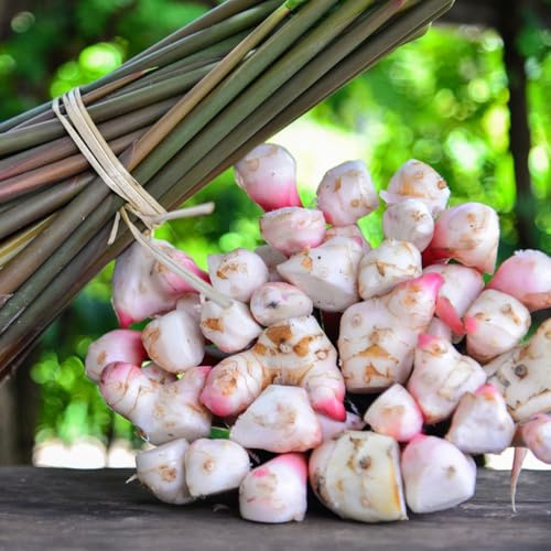 galgant exotische hochbeet balkonpflanzen Alpinia officinarum nachhaltige geschenke seltene zimmerpflanzen kräutersamen winterharte kübelpflanzen pflanzenanzucht wintergemüse 160samen