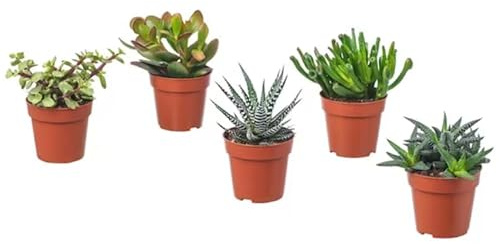Pack de Cinco Plantas Suculentas Naturales - Plantas de Riego Moderado