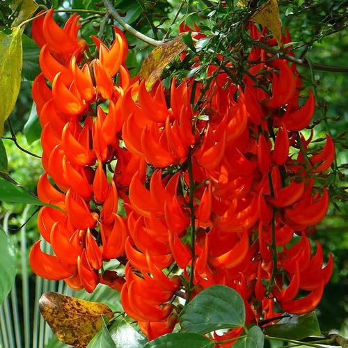Graines de fleurs fraîches et neuves de Strongylodon Macrobotrys rouge, 50 pièces