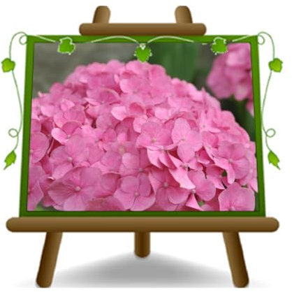 EURO PLANTS VIVAI Ortensia Rosa pianta ornamentale su vaso 24 cm altezza 50-60 cm