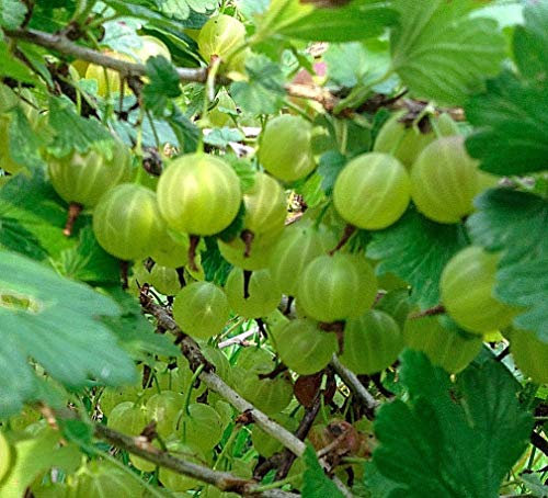 20 Semi Uni UVA Spina Verde