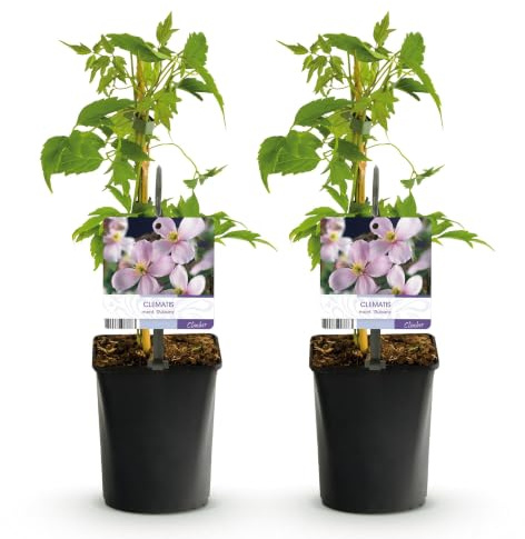 GreenboutiQ - Kletterpflanze - Clematis montana Rubens - Blüte Rosa - Frühblühend - Wenig Pflege - 2 Pflanzen - Topf 11cm Höhe 40cm