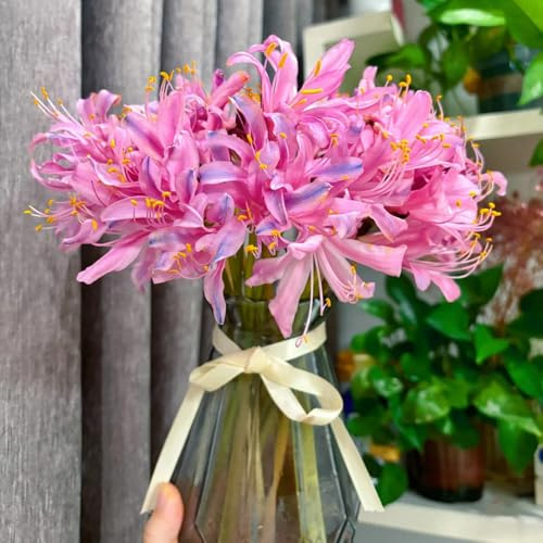 3bulbi di lycoris radiata - giglio ragno - balcone, crescita cipolla di sangue resistenti, autunnali dalla resistente