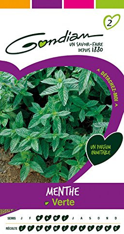 Gondian 167015 CP 2 Semences Menthe e Vert 1 x 8,1 x 16 cm