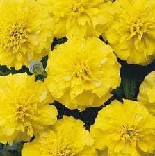 Flower - French Marigold - Bonanza Yellow - 50 De-Tailed Seeds
