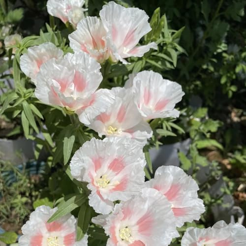 semillas de azalea de verano cortadas azalea verano silvestres balcón macizo con orgánicas para bancales elevados resistentes 100pcs