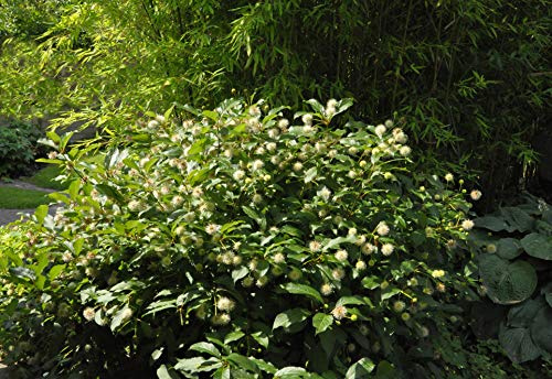 Knopfbusch Cephalanthus occidentalis 40-60 cm Zierstrauch winterhart | Bienenweide, dekorative Blütenkugeln, ideal für feuchte Standorte, robust, ideal am Teichrand, schnittverträglich