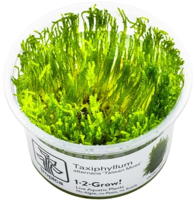 Tropica Taxiphyllum Taiwan Moos 1-2-Grow! - Im Labor Angebaut, Aquarienpflanze