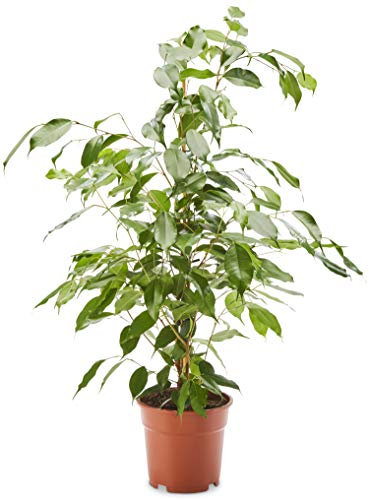 AIRY Ficus Benjamina Exotica - Higiénico para interior (mejora la calidad del aire, diámetro de maceta: 17 cm, altura: 70 cm, envío seguro, control de calidad por jardinería alemana)