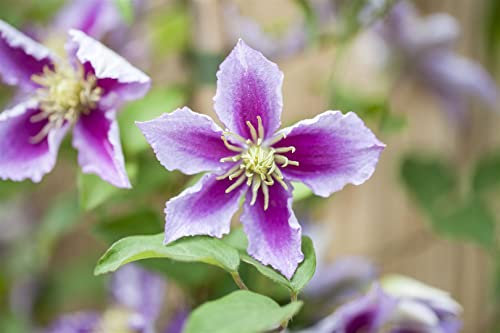 Clematis Hybride 'Piilu' 100–150 cm – Winterhart, Mehrjährig & Pflegeleicht – Waldrebe – Kletterpflanze für Pergola & Rankhilfe