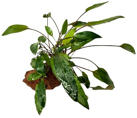 WASSERPFLANZEN WOLFF - Lavastein mit Petchis Wasserkelch/Cryptocoryne beckettii 'Petchii' | Rotbraune Blattunterseite | Robuste Aufsitzerpflanze für Vorder-/Mittelgrund | Anfänger geeignet