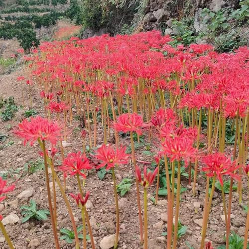 lirio araña, lirio de sangre - raros de primaveral Lycoris radiata jardín primavera interior con bancal elevado jardín 15bulbos